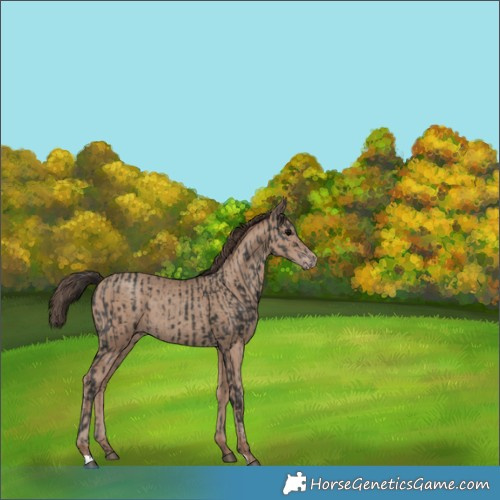 Horse Color:Black  and Classic Champagne 