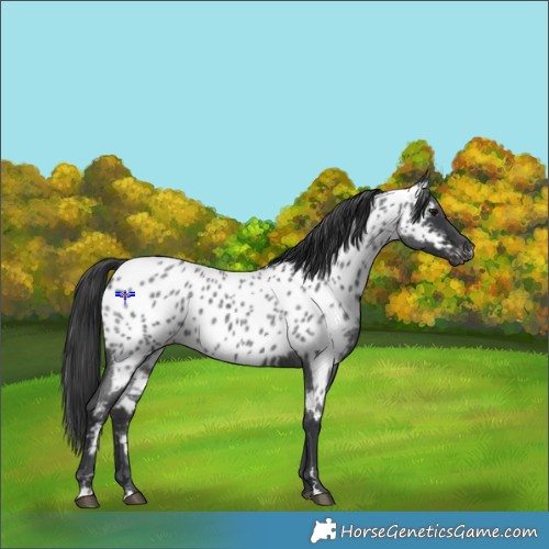 Horse Color:Blue Roan Appaloosa