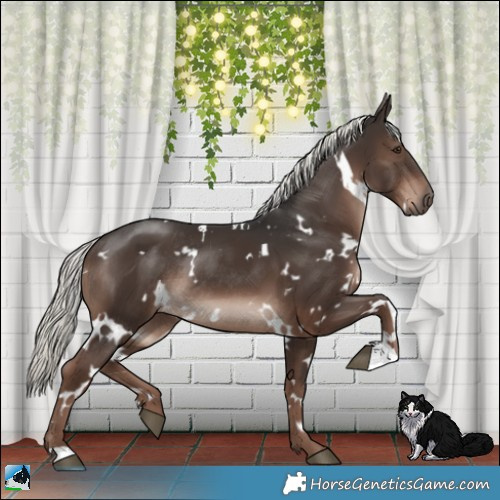 Horse Color:White Spotted Liver Chestnut Mushroom Rabicano 