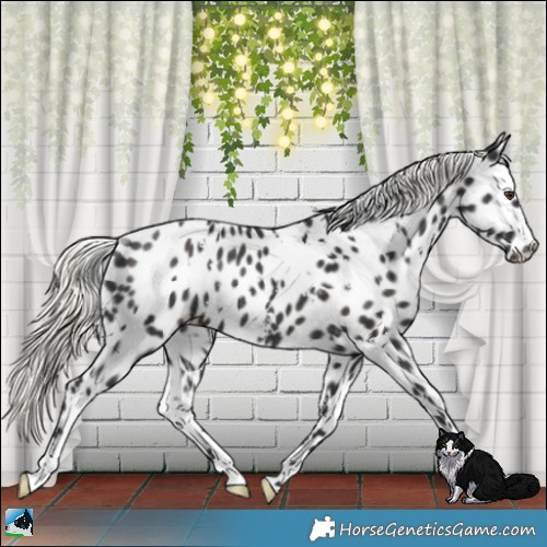 Horse Color:White Spotted Liver Chestnut Mushroom Appaloosa Rabicano 