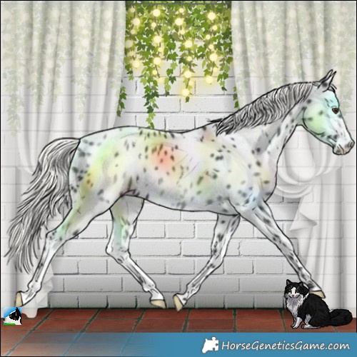 Horse Color:White Spotted Liver Chestnut Mushroom Leopard Rabicano 