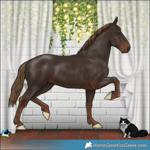 Horse Color:Liver Chestnut Rabicano 