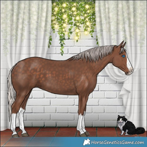 Horse Color:Silver Black Splash