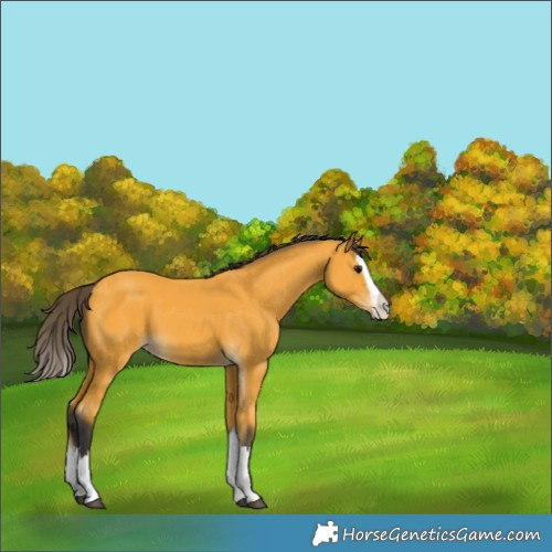 Horse Color:Buckskin Splash 