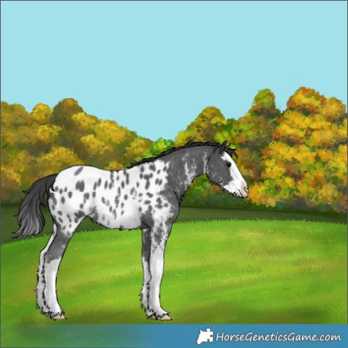 Horse Color:Black Sabino Splash Appaloosa Rabicano 