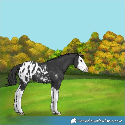 Horse Color:Black Splash Appaloosa 