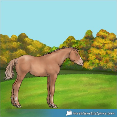Horse Color:Gold Champagne Rabicano 