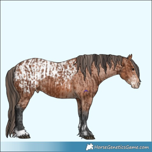 Horse Color:Brown Sabino  and Bay Appaloosa 