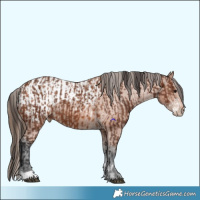 Horse Color:Brown Sabino  and Bay Appaloosa 
