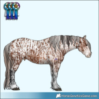 Horse Color:Brown Sabino  and Bay Appaloosa 