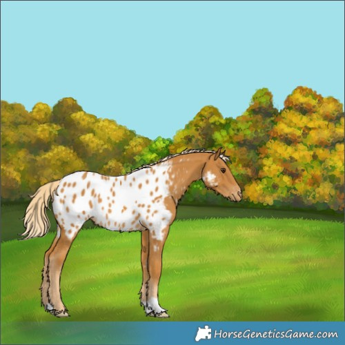Horse Color:Palomino Near Leopard 