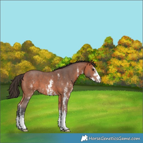 Horse Color:Bay Sabino 