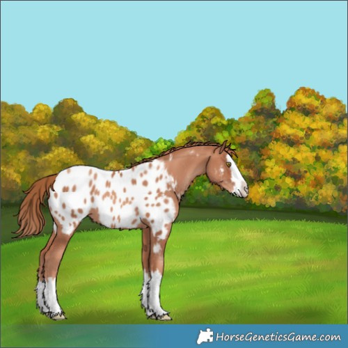Horse Color:Gold Champagne Splash Near Leopard 