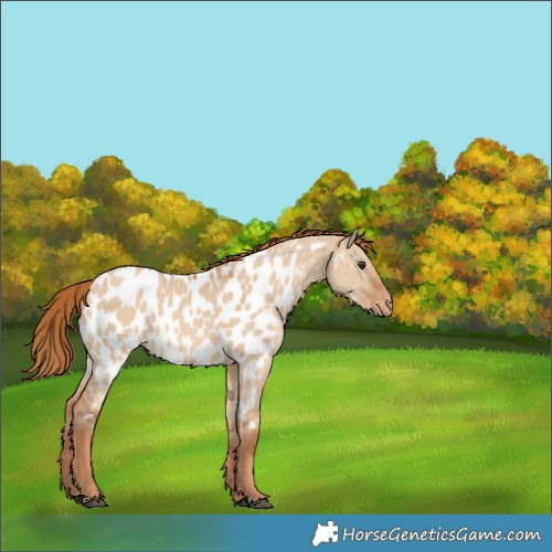 Horse Color:Red Dun Appaloosa 