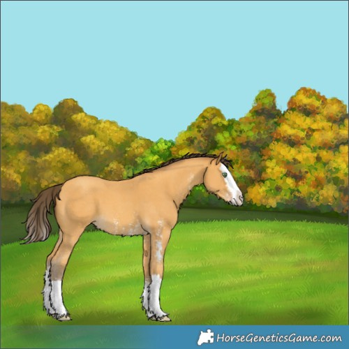 Horse Color:Amber Cream Champagne Sabino Splash 