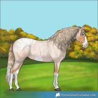 Horse Color:Red Roan Splash Frame Appaloosa Rabicano 