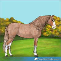 Horse Color:Red Roan Splash Rabicano 