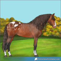 Horse Color:Bay Appaloosa