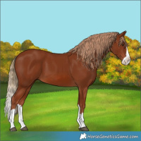 Horse Color:Chestnut Splash 