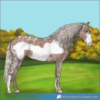 Horse Color:Silver Black Ice Frame 