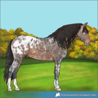 Horse Color:Brown Ice Appaloosa 