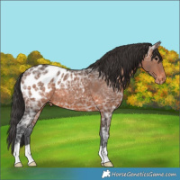 Horse Color:Brown Ice Appaloosa