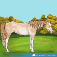 Horse Color:Gold Champagne Ice Splash 