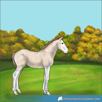 Horse Color:Red Dun Ice Splash