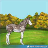 Horse Color:Silver Black Ice Splash