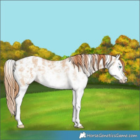 Horse Color:Red Dun Ice Sabino Splash 