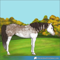Horse Color:Liver Red Dun Ice Splash Rabicano 