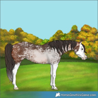 Horse Color:Bay Ice Splash Appaloosa 