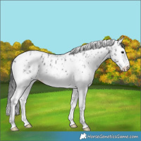 Horse Color:Black Ice Sabino Splash Leopard 