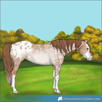Horse Color:Red Dun Ice Splash Blanket