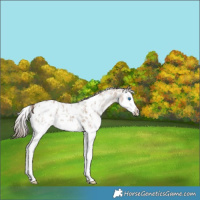 Horse Color:Classic Champagne Ice Sabino Splash Blanket
