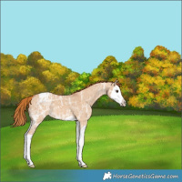 Horse Color:Red Dun Ice Splash Appaloosa