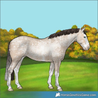 Horse Color:Amber Champagne Ice Dun Sabino Splash 