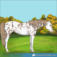 Horse Color:Chestnut Ice Splash Near Leopard Rabicano 