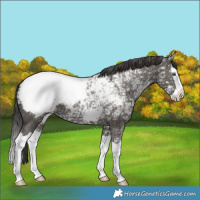 Horse Color:Grullo Ice Splash Appaloosa 