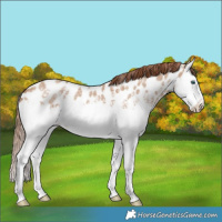 Horse Color:Red Dun Ice Sabino Splash Near Leopard 