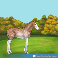 Horse Color:Chestnut Ice Splash 