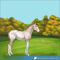 Horse Color:Red Dun Ice Splash Blanket