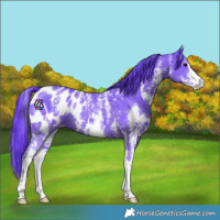 Horse Color:Watercolor Black Sabino Appaloosa 