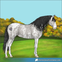 Horse Color:Grullo Ice Sabino Blanket 
