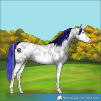 Horse Color:Painted Liver Red Roan Splash Appaloosa 