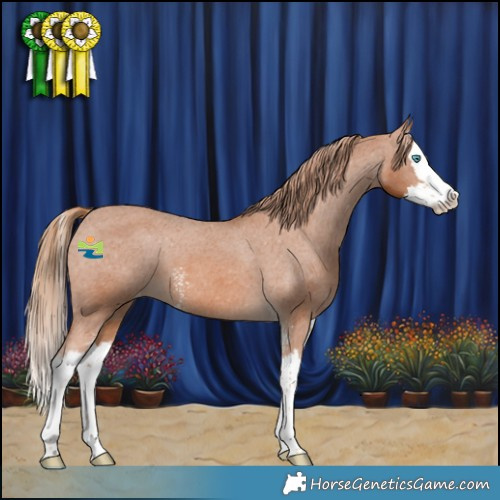 Horse Color:Chestnut Sabino Splash Appaloosa 