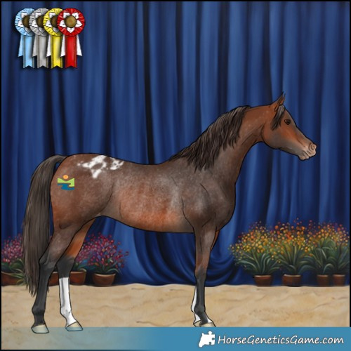 Horse Color:Bay Varnish Rabicano 