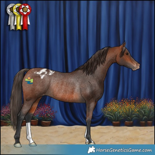 Horse Color:Bay Appaloosa Rabicano 