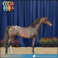 Horse Color:Bay Appaloosa Rabicano 