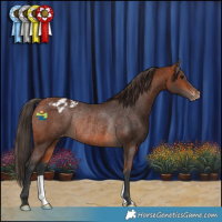 Horse Color:Bay Varnish Rabicano 